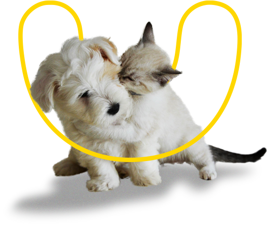Disponibilă în clinici veterinare / farmacii / pet shop-uri